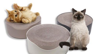 고공캣모나이트 솔직 후기! 😻 내돈내산 꿀팁 대방출!